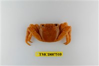 藏品(白紋方蟹)的圖片